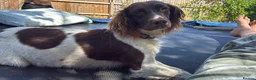 English Springer Spaniel dogs for sale: Willows pups in Bristol - Advert 4