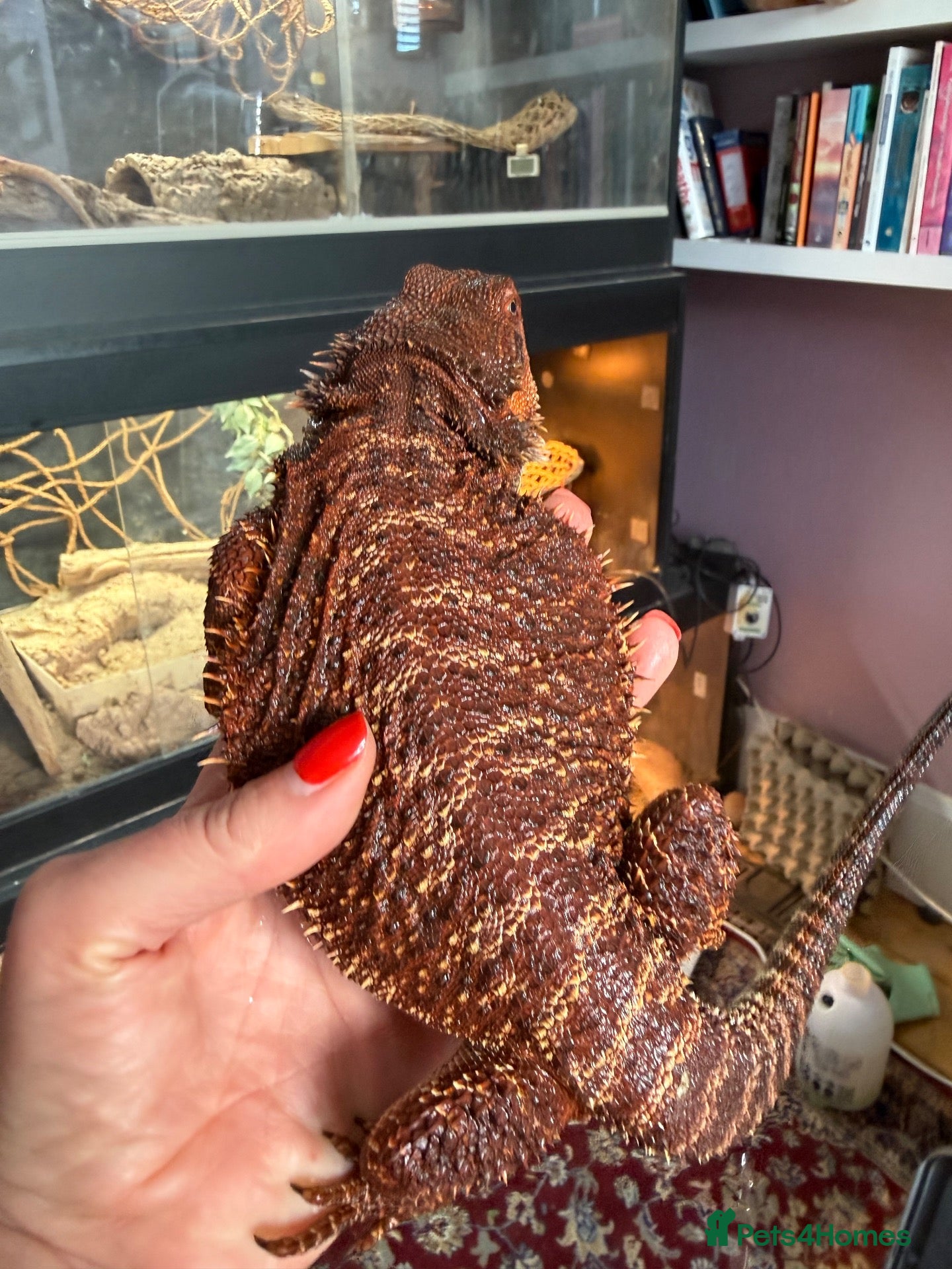 Bearded Dragon reptiles for sale: Stunning adult bearded dragons  - Advert 2