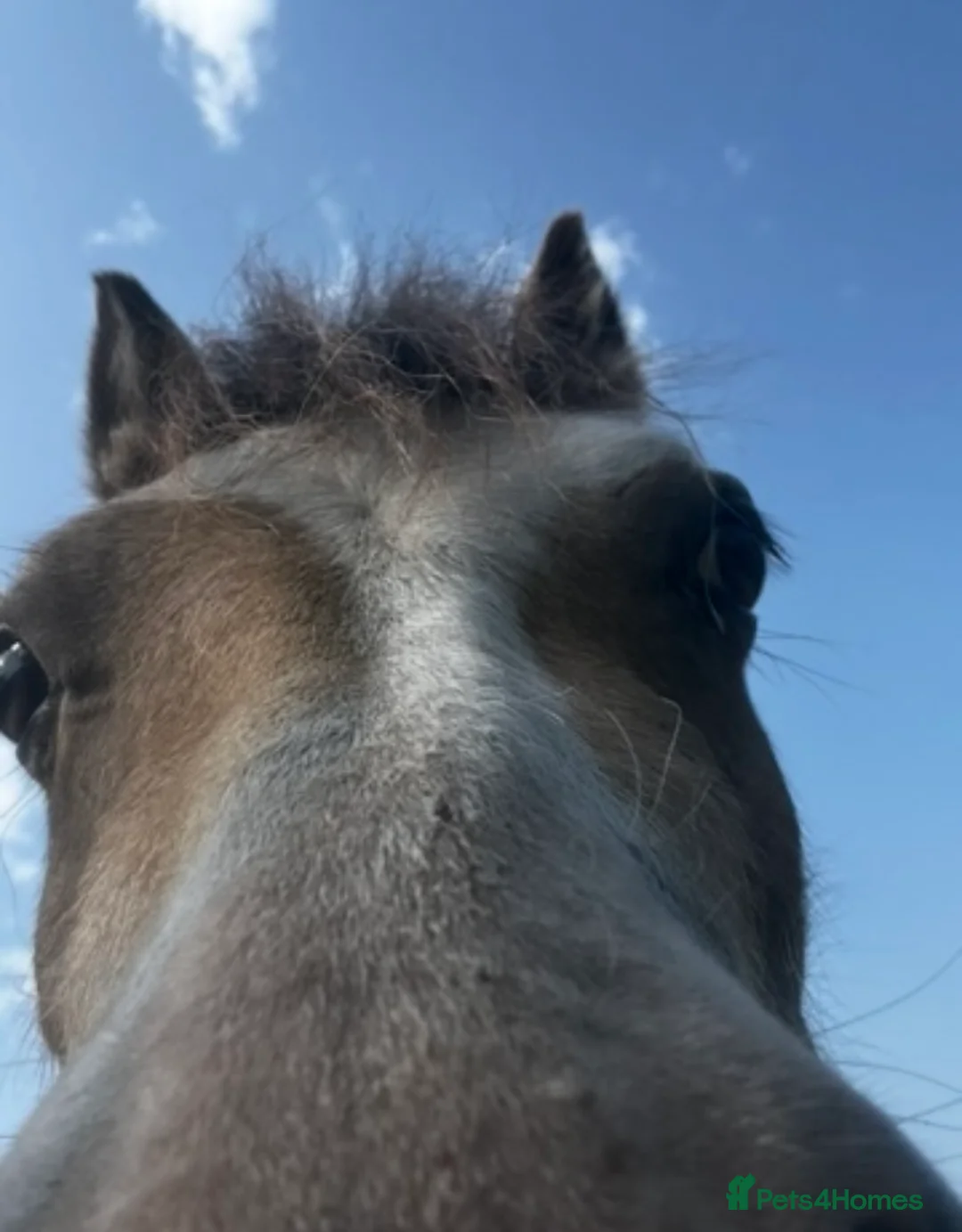 Welsh Section A horses for sale: Buzz  - Advert 4