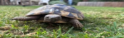 Hermann Tortoise reptiles for sale: Various Ages of Hermann Tortoises in Bridgwater - Advert 4