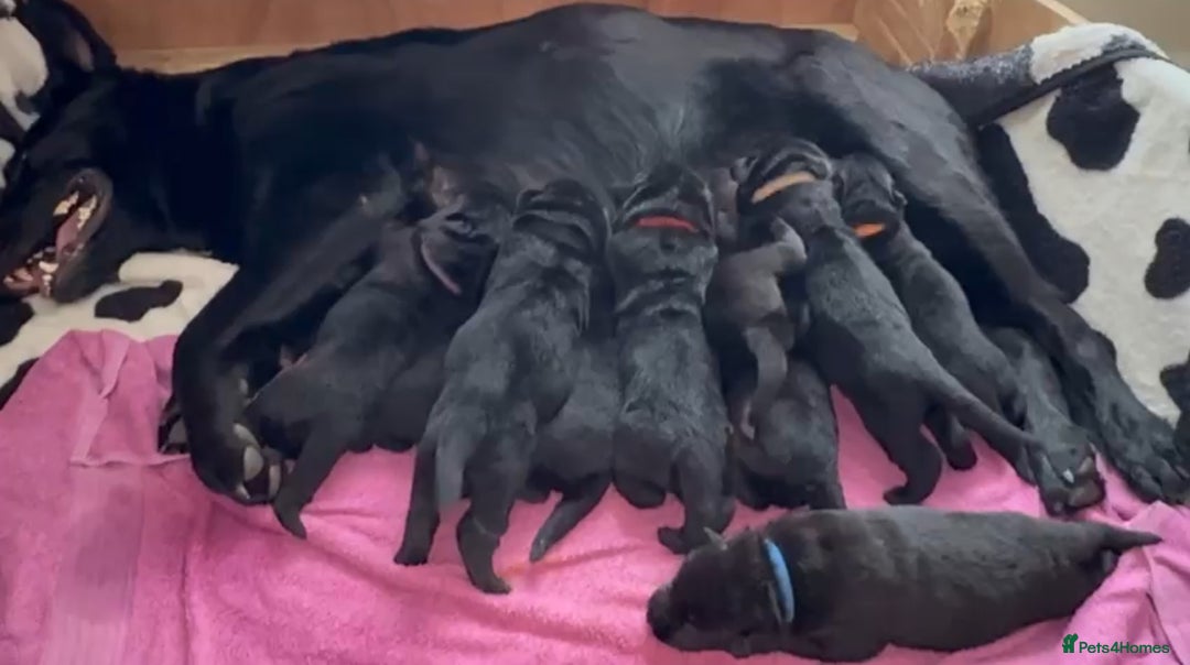 German Shepherd dogs for sale: Exceptional KC Reg DDR GSD Puppies Rare Bloodlines - Image 3