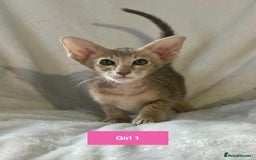 Oriental cats for sale: Gorgeous Oriental & Siamese kittens available - Image 3