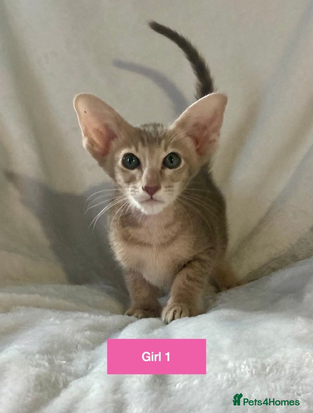 Oriental cats for sale: Gorgeous Oriental & Siamese kittens available - Image 3