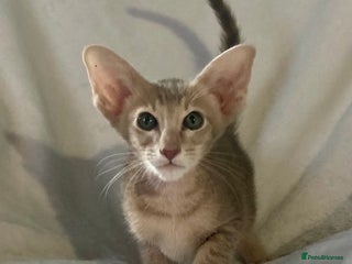 Oriental cats - Advert 1