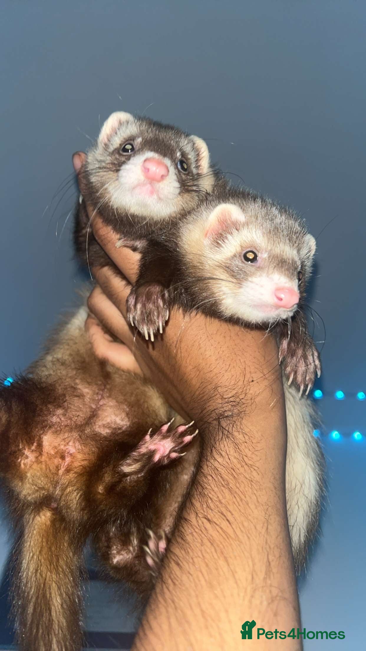 Ferret rodents Cinnamon&Siamese Breed Female Twins - Advert 16