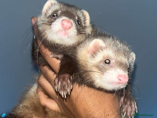 Ferret rodents Cinnamon&Siamese Breed Female Twins - Advert 3