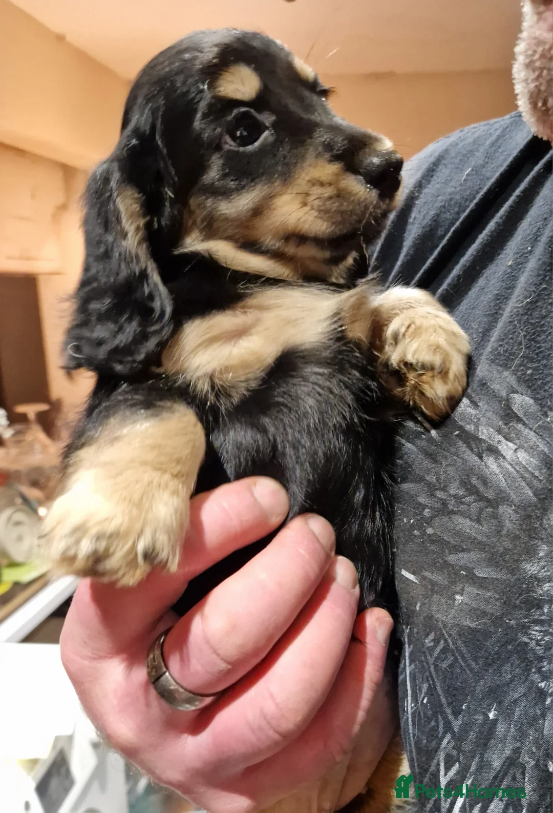 Miniature Dachshund dogs for sale:  Reduced For Last Girl Long Coat Waiting For You  - Advert 30