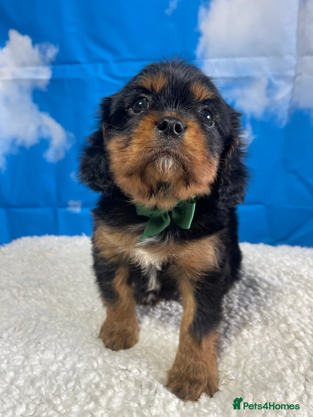 Cavalier King Charles Spaniel dogs for sale: Stunning Quality KC reg Health tested Cavaliers  - Advert 22