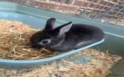 Netherland Dwarf rabbits for sale: 3 Neatherland Dwarf Kits, Need gone ASAP - Image 3