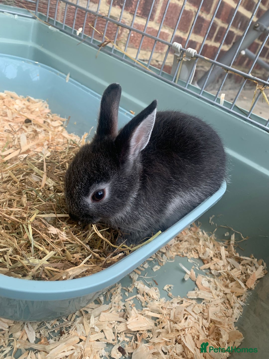 Netherland Dwarf rabbits for sale: 3 Neatherland Dwarf Kits, Need gone ASAP - Image 3