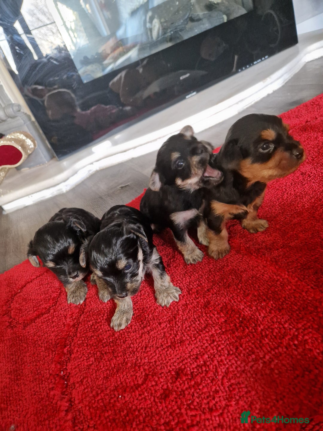 Yorkshire Terrier dogs for sale: Yorkshire terrier pure breads - Advert 4