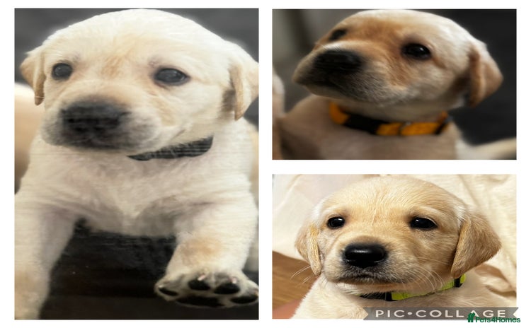 Labrador Retriever dogs - Advert 4