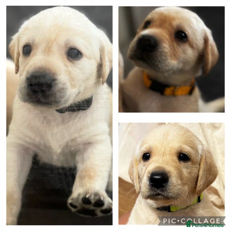 Labrador Retriever dogs - Advert 1