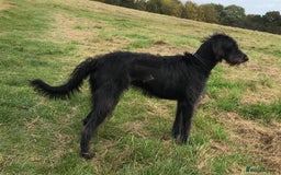 Mixed Breed dogs for sale: Whippet x Miniature Poodle  - Image 14