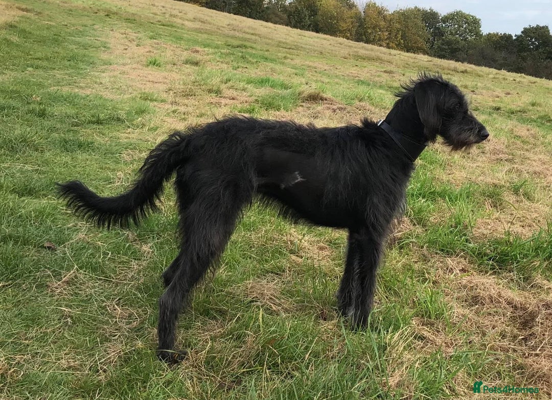Mixed Breed dogs for sale: Whippet x Miniature Poodle  - Image 14