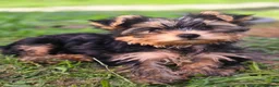 Yorkshire Terrier dogs for sale: Aurelija  - Advert 6