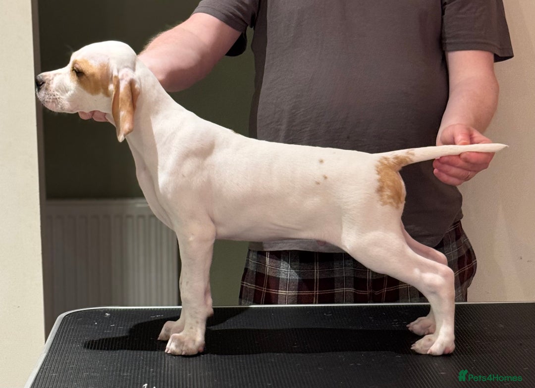 Pointer dogs for sale: Beautiful litter of Top Quality Pointer Puppies - Advert 29