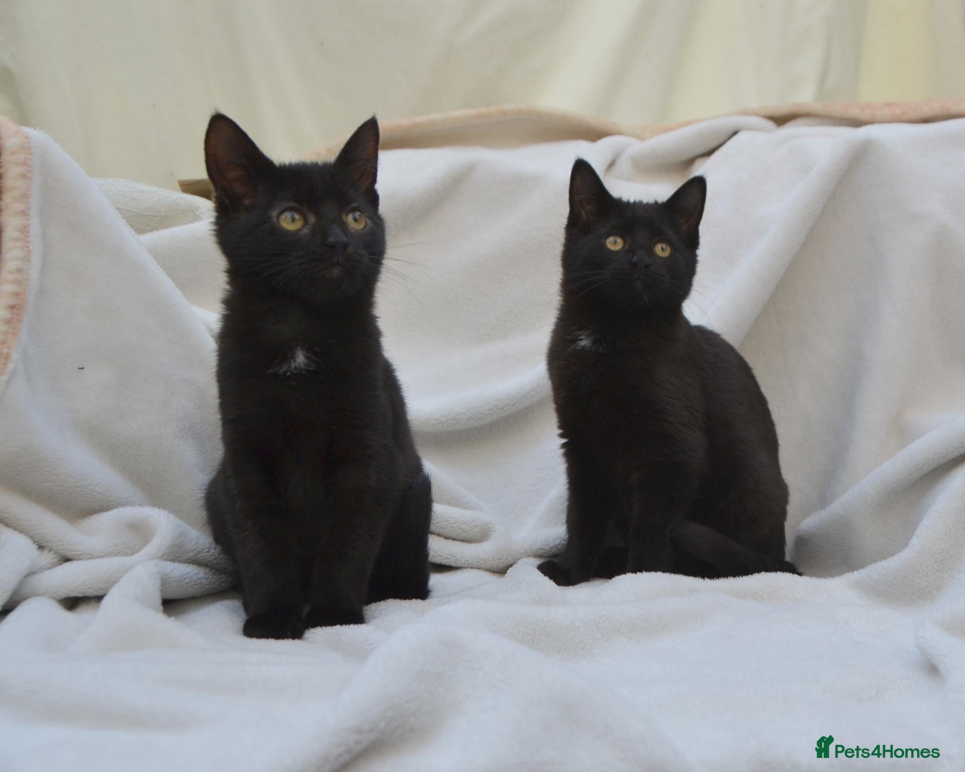 Mixed Breed cats Beautiful Maine Coon/Bombay Mix Kittens! - Advert 2