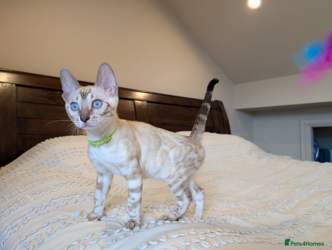 Bengal cats for sale: 🤍🖤🩶 Bengal Kittens 🩶🖤🤍 in Barnoldswick - Image 33