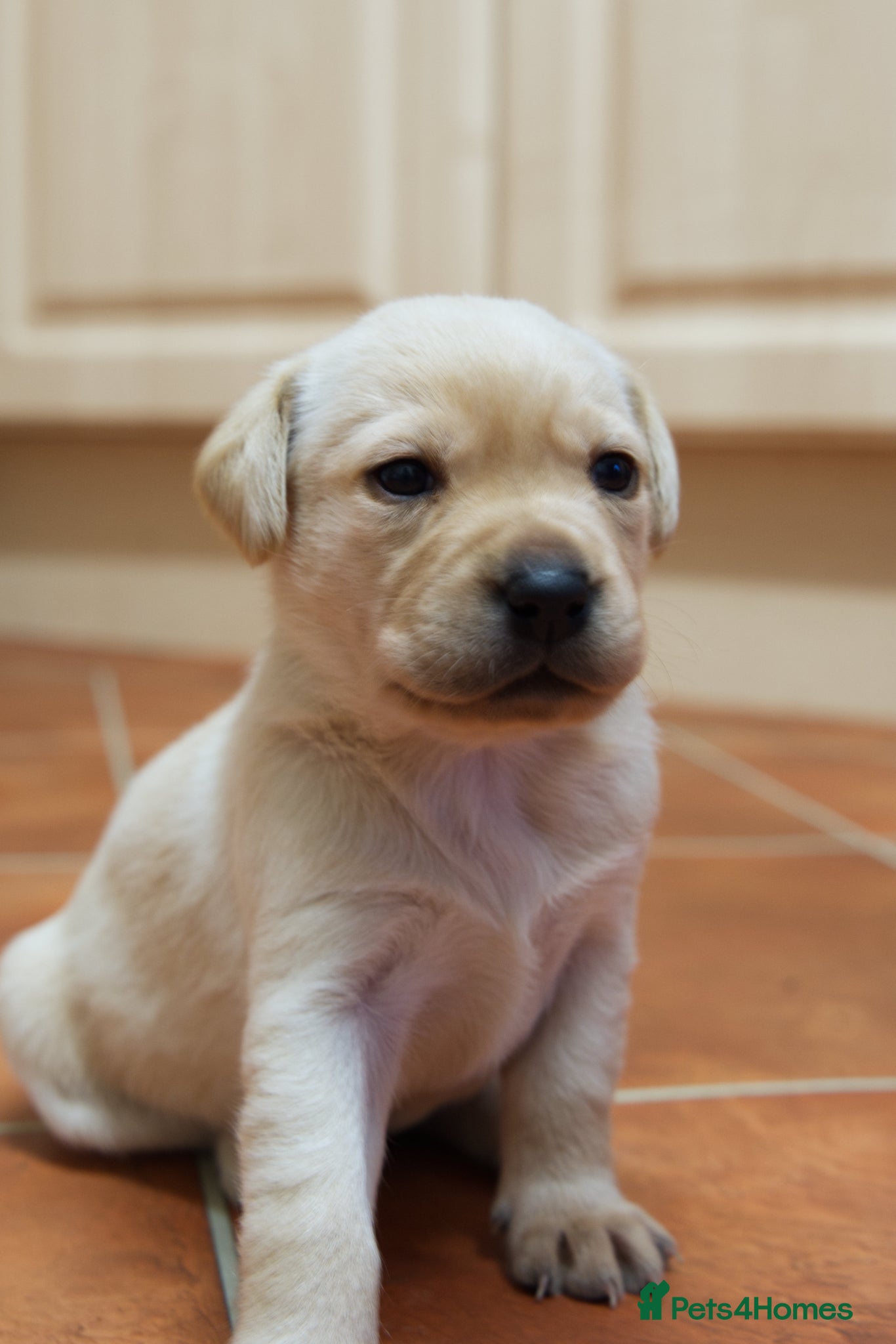 Labrador Retriever dogs for sale: Labrador puppies  - Advert 1