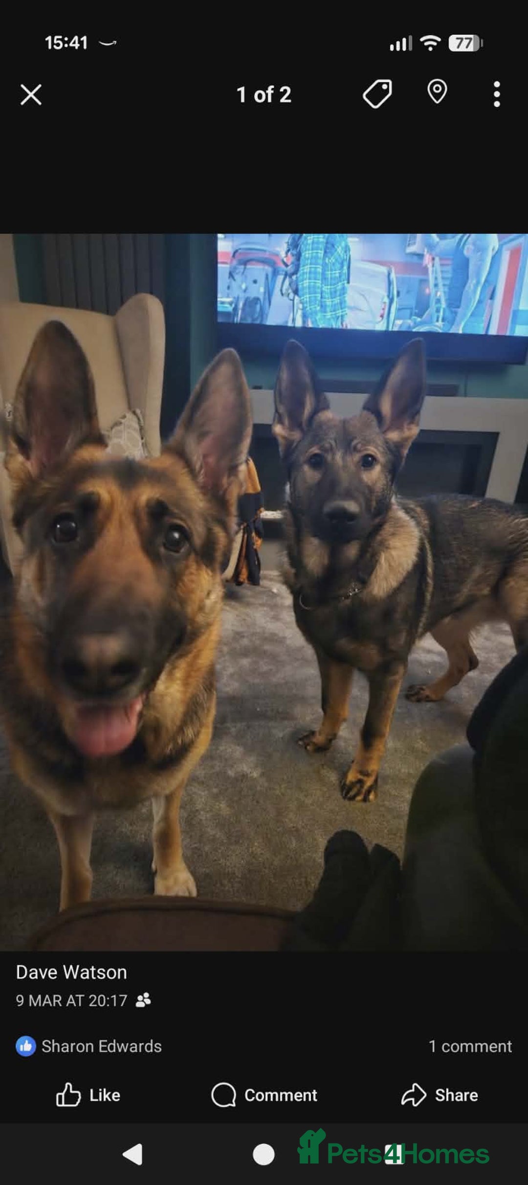 German Shepherd dogs for sale: 17 month GSD male (intact) - Advert 4