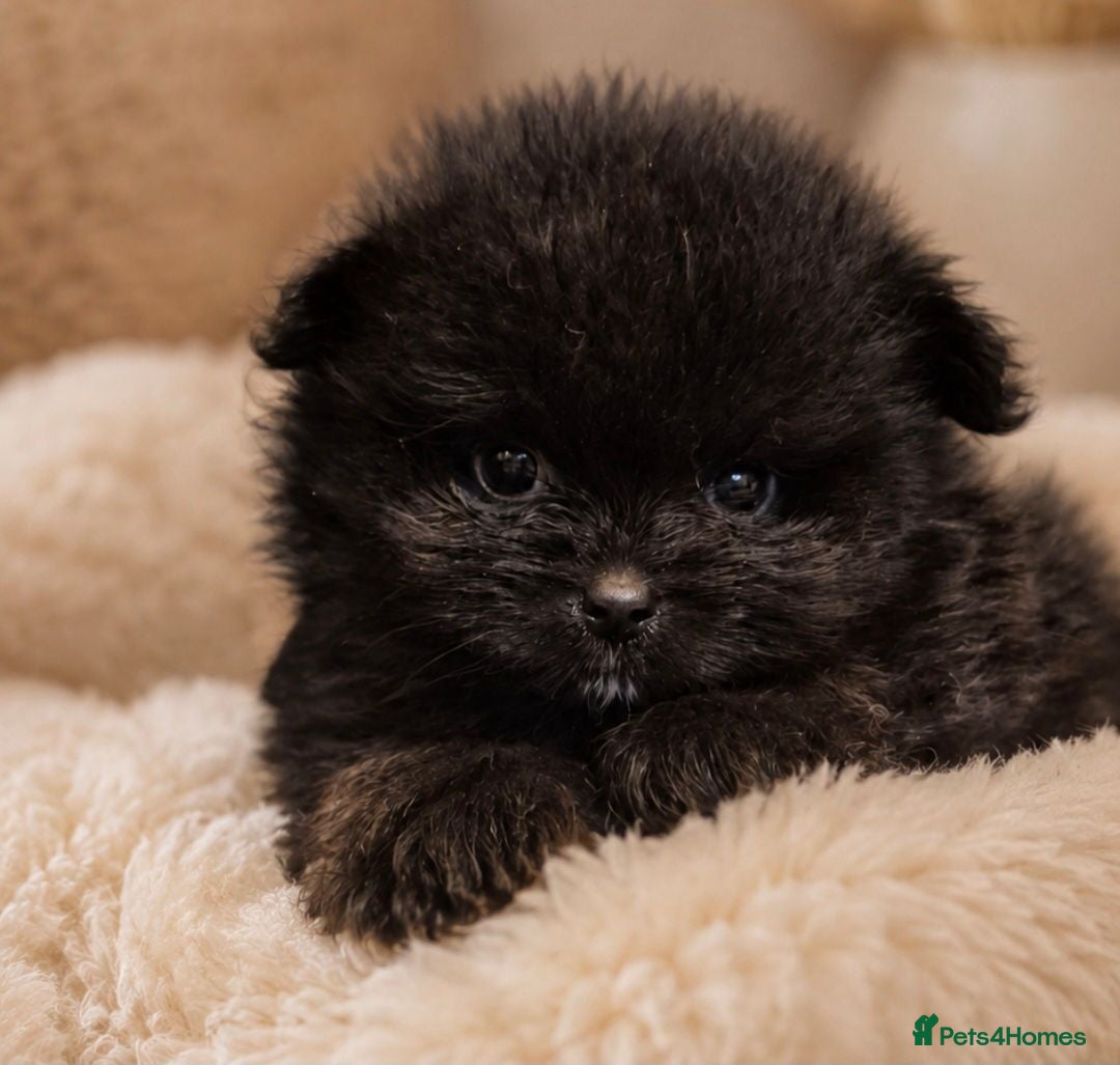 Pomeranian dogs Beautiful Pomeranian Puppies  - Advert 3