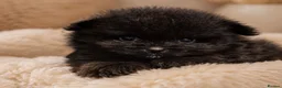 Pomeranian dogs for sale: Beautiful Pomeranian Puppies  - Advert 13
