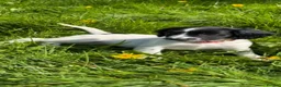 English Springer Spaniel dogs for sale: KC Registered English Springer Spaniel Pups - Advert 12