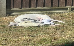 Whippet dogs for sale: Whippet 8 years old - Image 2
