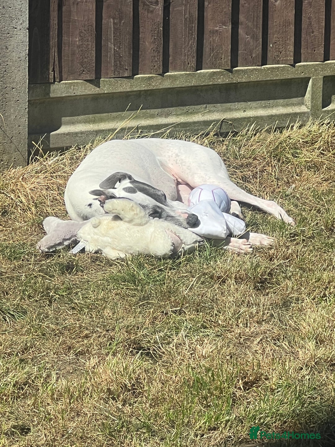 Whippet dogs for sale: Whippet 8 years old - Image 2