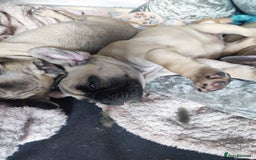 French Bulldog dogs for sale: French bulldog puppy  - Image 22