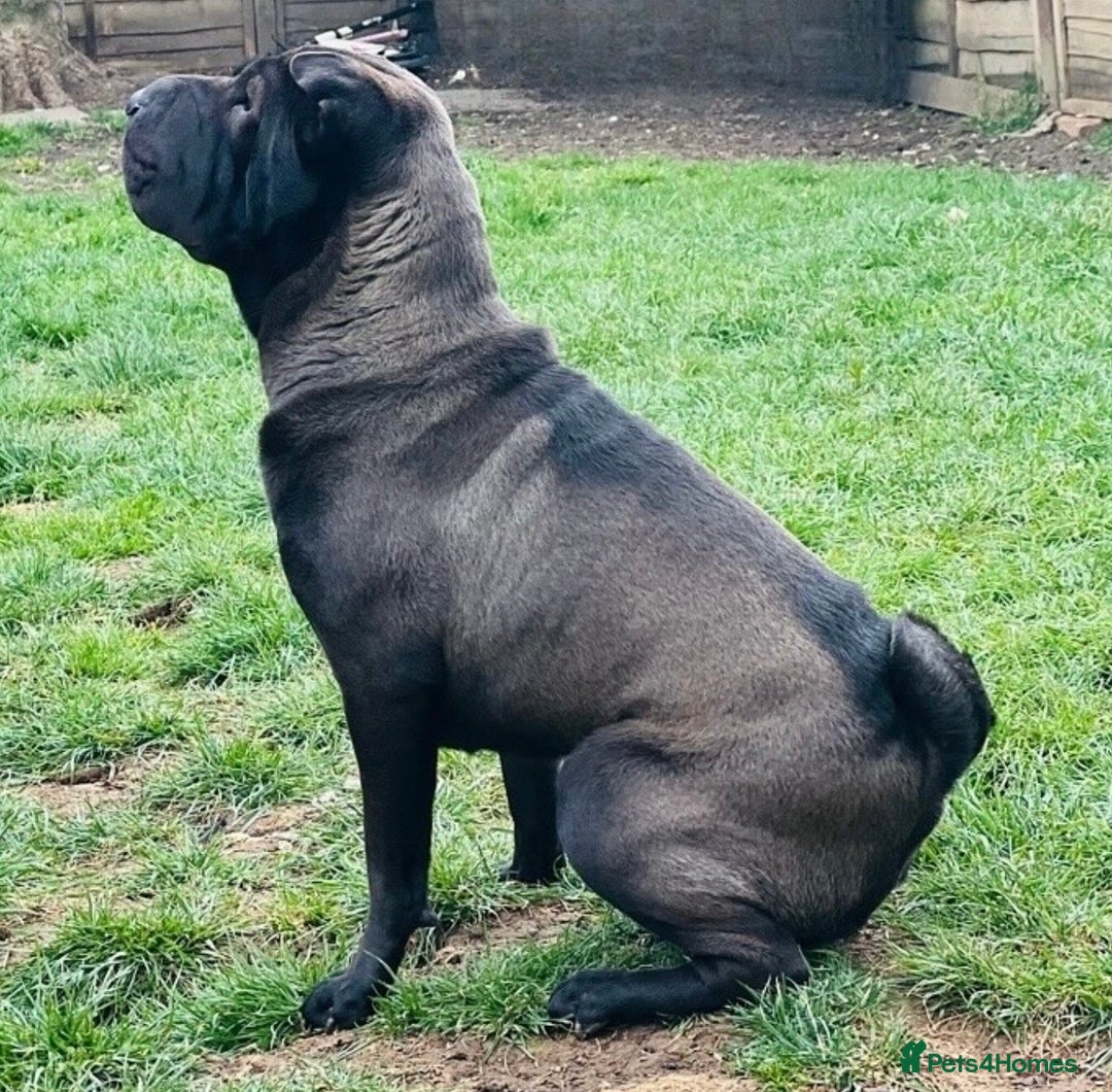 Mixed Breed dogs for sale: ChowPei Pups  - Image 10