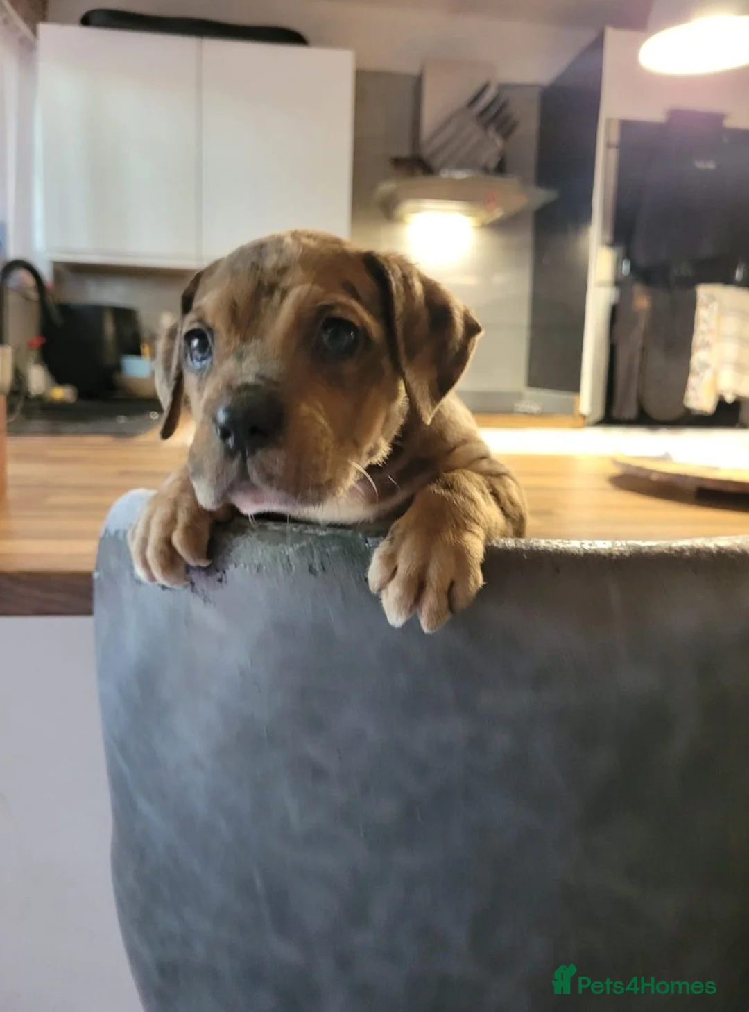 Mixed Breed dogs for sale: Alapaha blue blood bulldog cross staffy puppies  - Advert 2