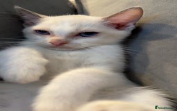 Ragdoll cats for sale: 2 Males Ragdoll Kittens Ready Today offers welcome in Purley - Image 3