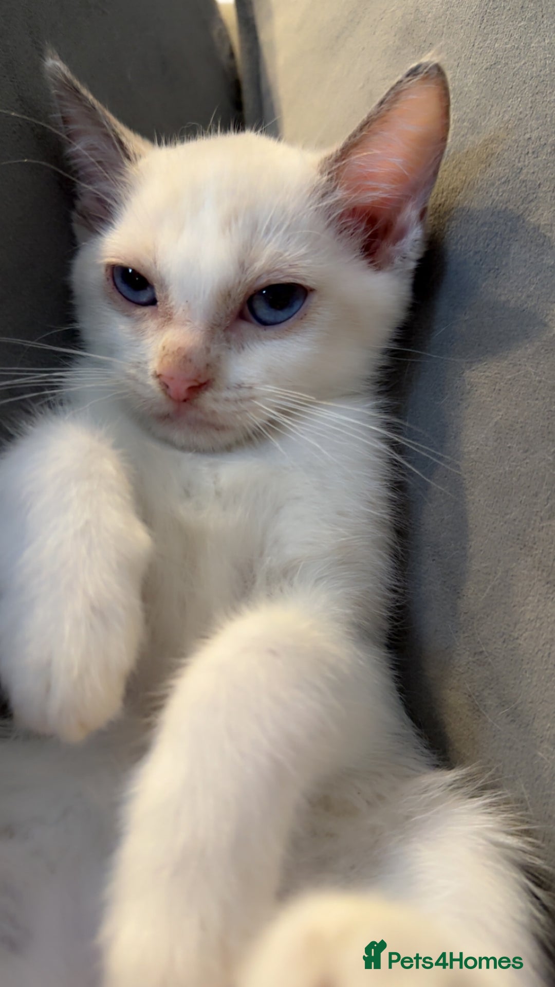 Ragdoll cats for sale: 2 Males Ragdoll Kittens Ready Today offers welcome in Purley - Image 3