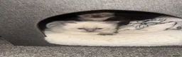 Ragdoll cats for sale: 🐾Last 2 Male Ragdolls 🐾 - Advert 5