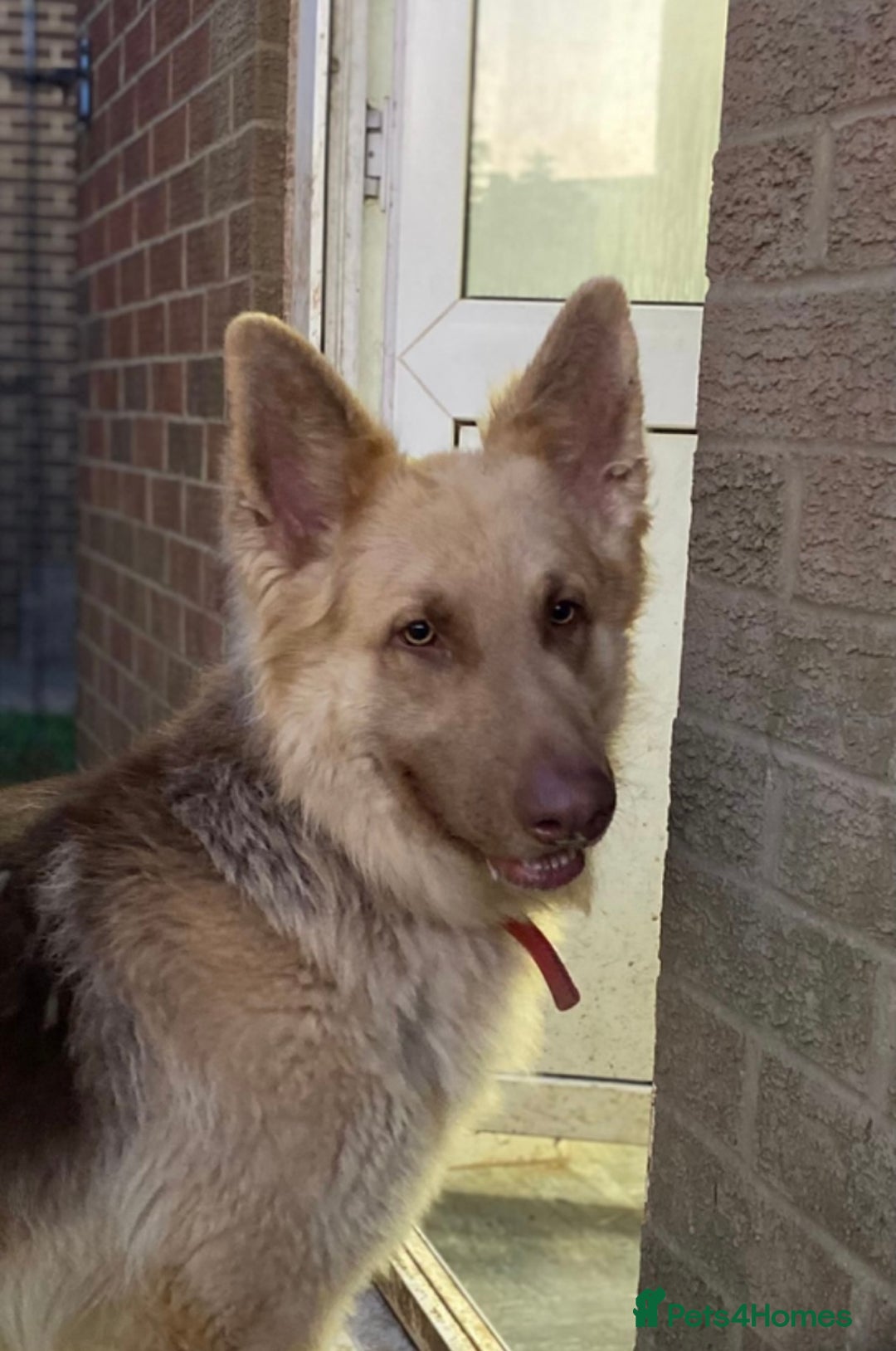 German Shepherd dogs for sale: Beautiful straight back German Shepherds  - Image 12