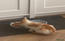 Mixed Breed cats for adoption: Ozzy needs a new home - Image 8
