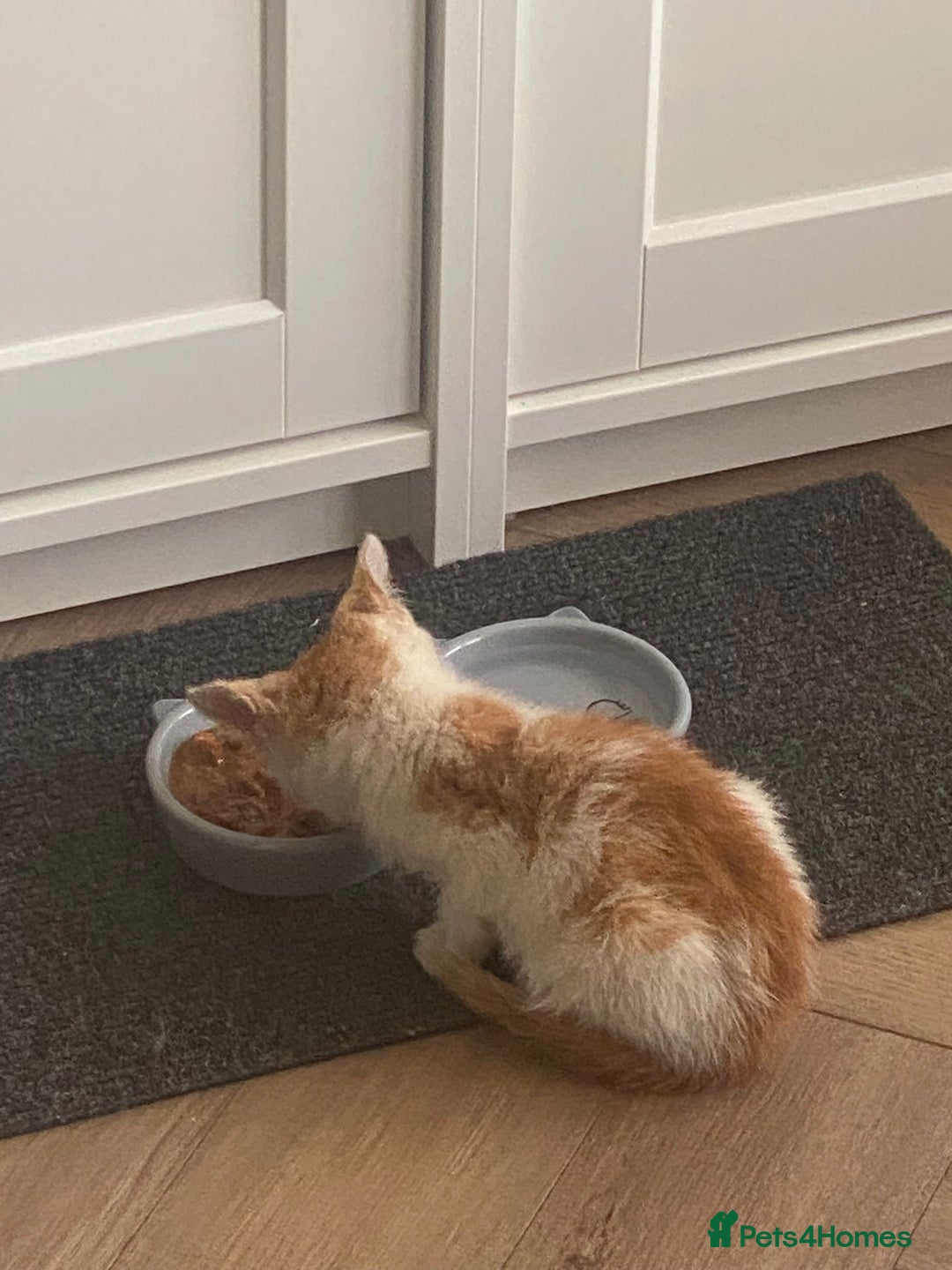Mixed Breed cats for adoption: Ozzy needs a new home - Image 8