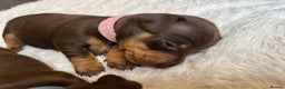 Dachshund dogs for sale: LAST ONE- Dachshund female puppy - last one - Advert 13