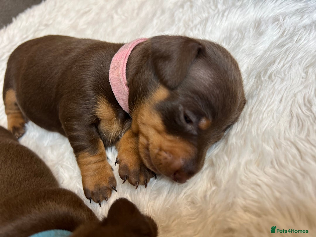 Dachshund dogs for sale: Dacshund puppies - Image 4