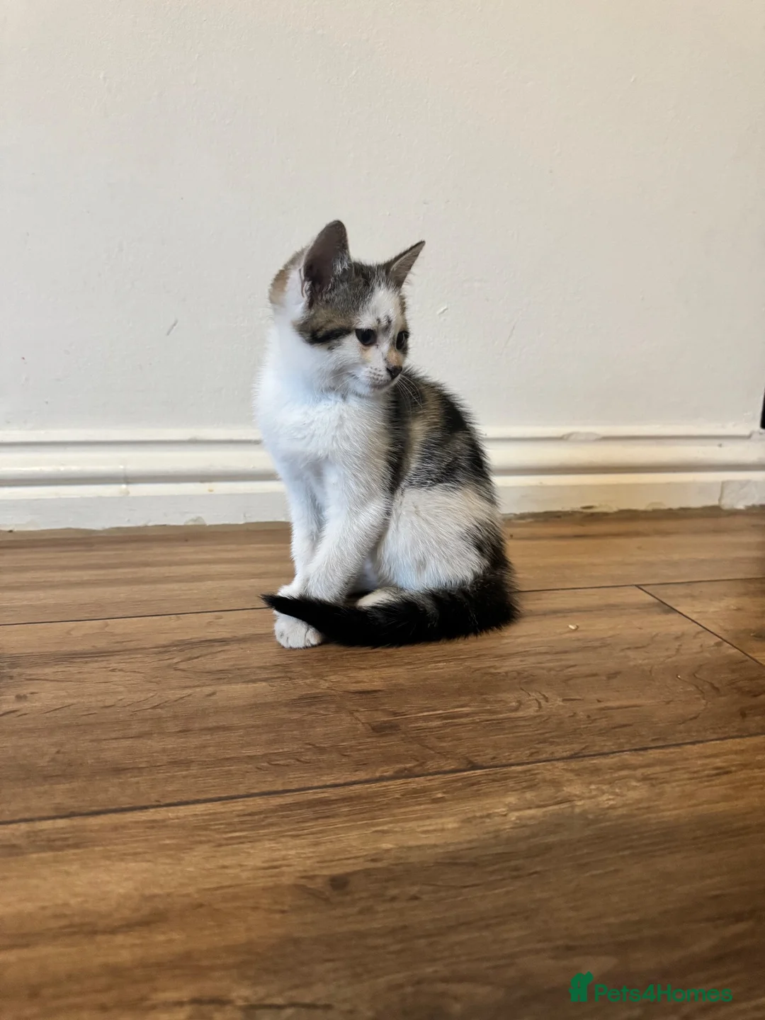 Mixed Breed cats for sale: 3 Kittens Looking for Loving Homes in Barking - Advert 5