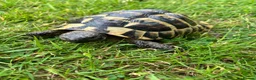 Hermann Tortoise reptiles for sale: Hermanns Tortoise in Hastings - Advert 1