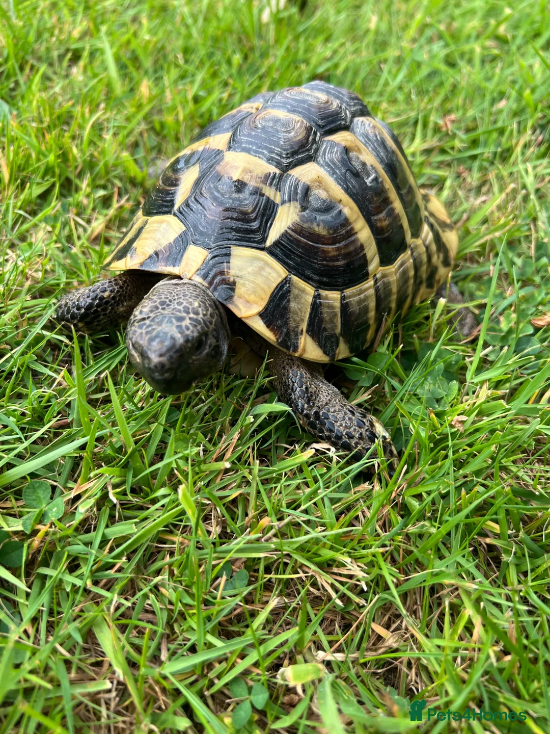 Hermann Tortoise reptiles for sale: Hermanns Tortoise in Hastings - Advert 1