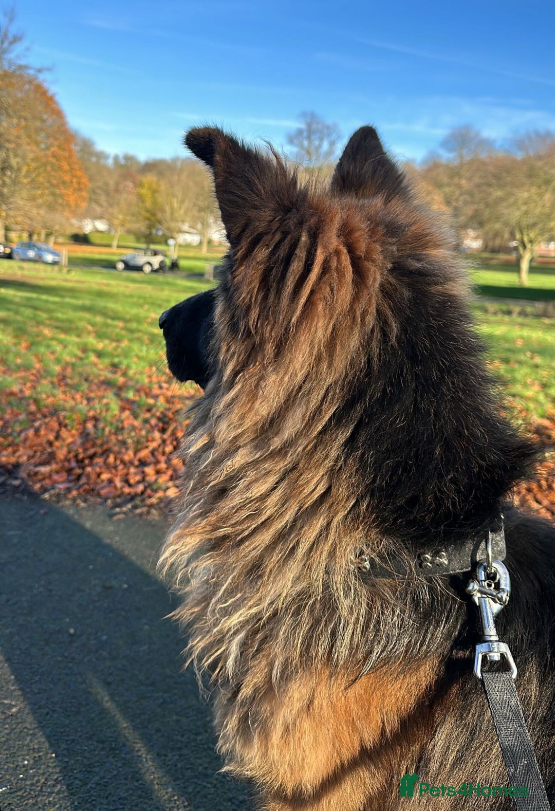 German Shepherd dogs for sale: German shepherd puppys kc pedigreepureblood line p - Advert 9