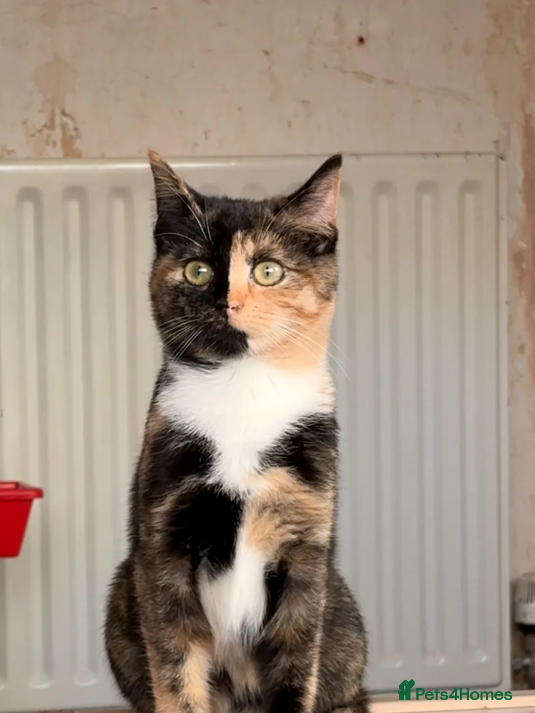 Domestic Shorthair cats for sale: Nova- 6 month old Female Kitten  - Advert 2