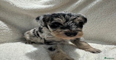 Mixed Breed dogs - Advert 16