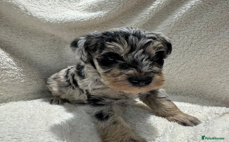 Mixed Breed dogs - Advert 1