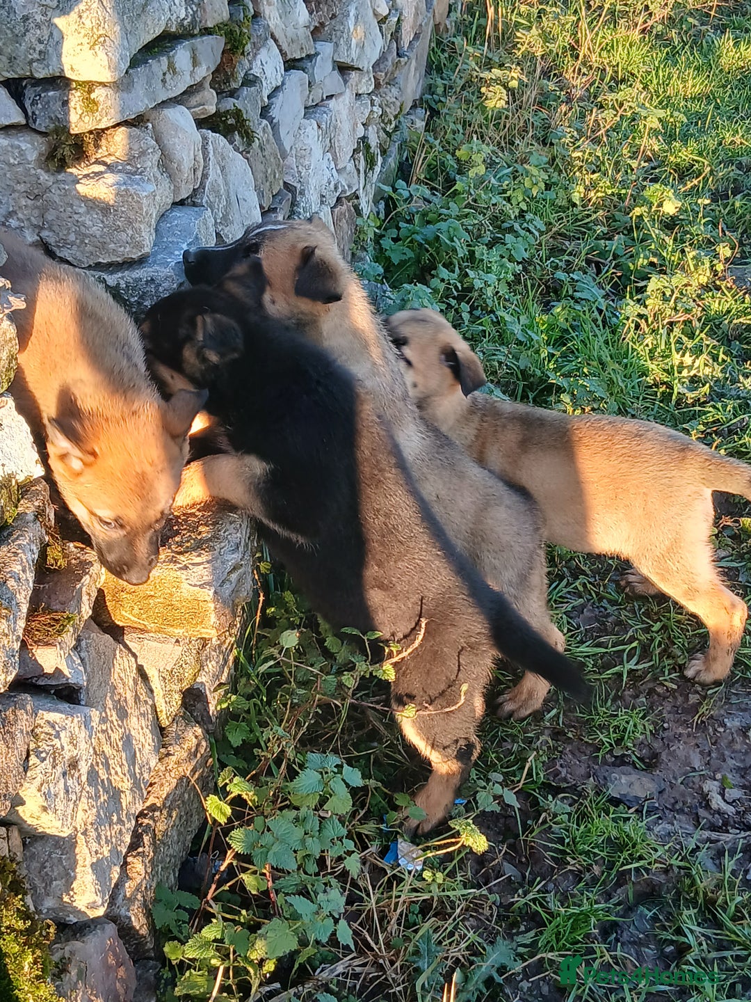Mixed Breed dogs for sale: Belgium Malinois x  - Advert 7