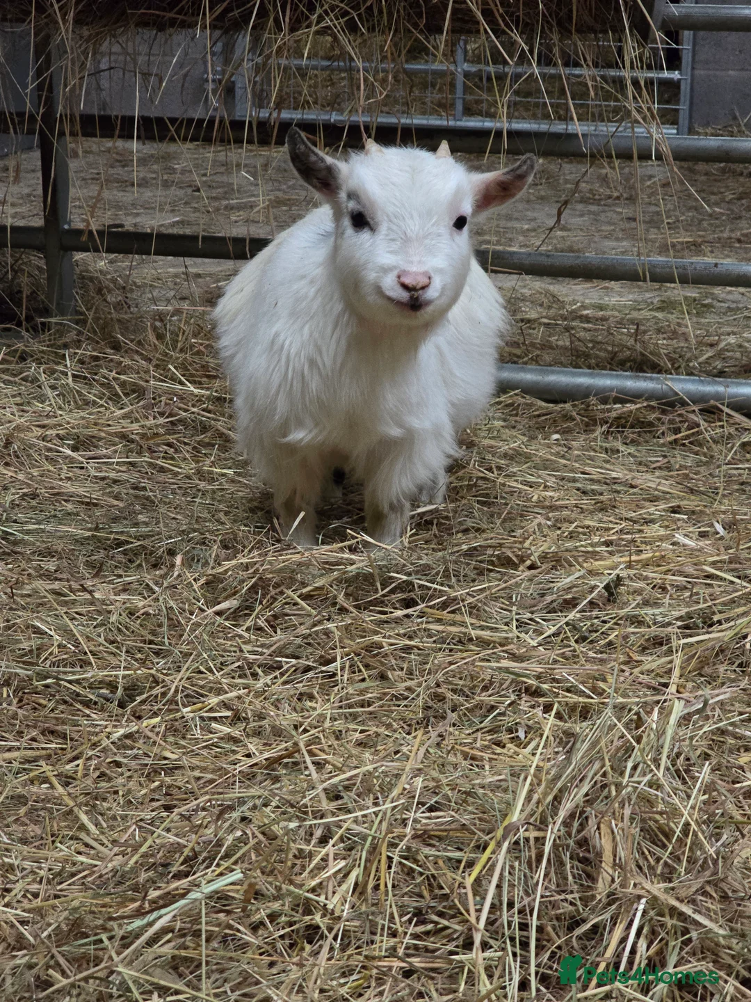 Goats livestock for sale: Little wether - Advert 1